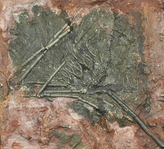 Silurian Fossil Crinoid (Scyphocrinites) Plate - Morocco #118528